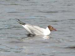 Chroicocephalus ridibundus