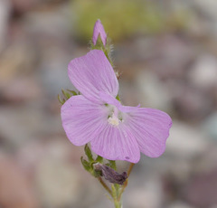 Sidalcea neomexicana