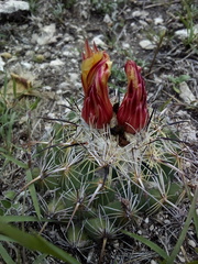 Coryphantha pallida