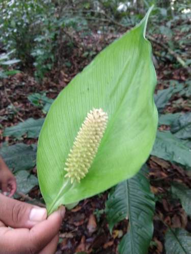 Spathiphyllum cochlearispathum, photograph 5