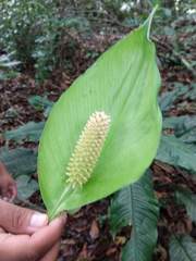 Spathiphyllum cochlearispathum
