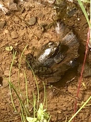 Lithobates sylvaticus image