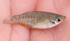 Fundulus xenicus