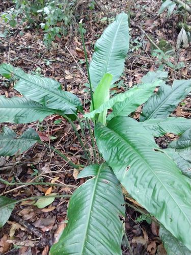 Spathiphyllum cochlearispathum, photograph 6