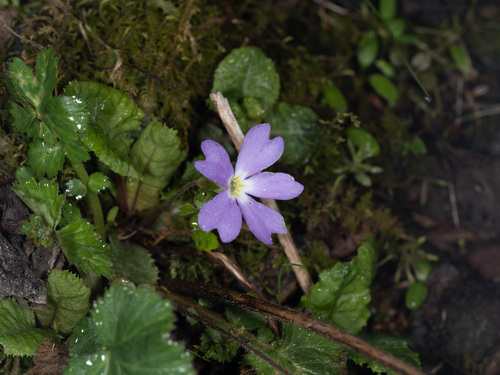 Primula hoffmanniana