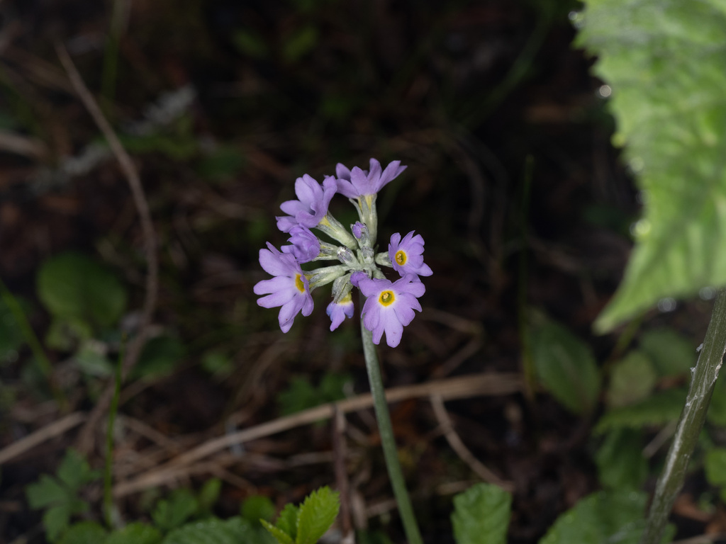 Primula monticola