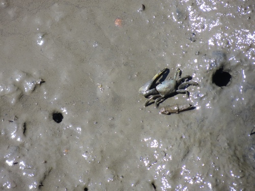 Mud Fiddler Crab, photo 4 of 8