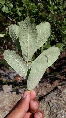 Quercus laeta