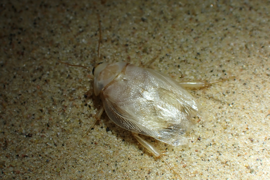 Arenivaga darwini