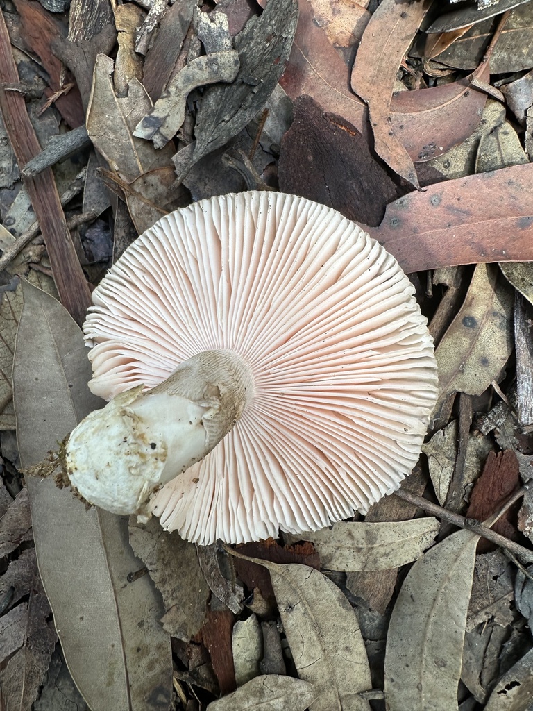 Amanita roseolamellata · March 2025 · photo: © prossington (iNaturalist, cc-by)