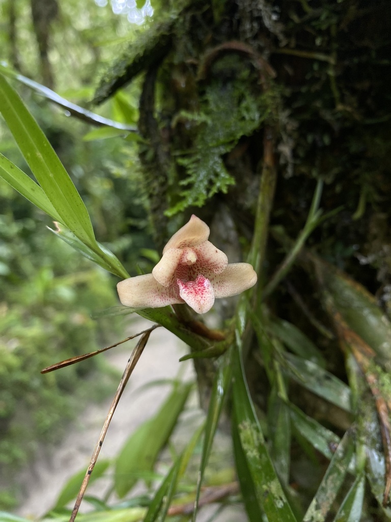 Maxillaria procurrens