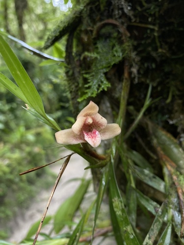 Maxillaria procurrens, photograph 5