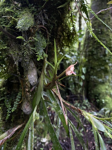 Maxillaria procurrens, photograph 6
