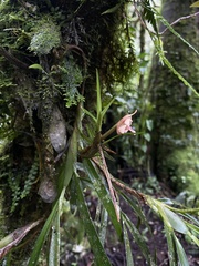 Maxillaria procurrens, photograph (c) Daniel Kennedy, some rights reserved (CC BY)