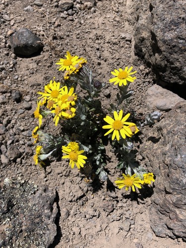 Senecio telekii image