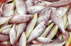 Nemipterus japonicus