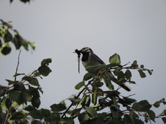 Motacilla alba