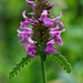 Stachys officinalis - Photo (c) Les, μερικά δικαιώματα διατηρούνται (CC BY-NC-ND)