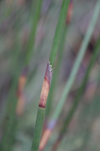 Image of Ceratocaryum persistens by no rights reserved
