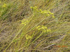 Peucedanum morisonii