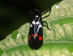 Callitettix versicolor