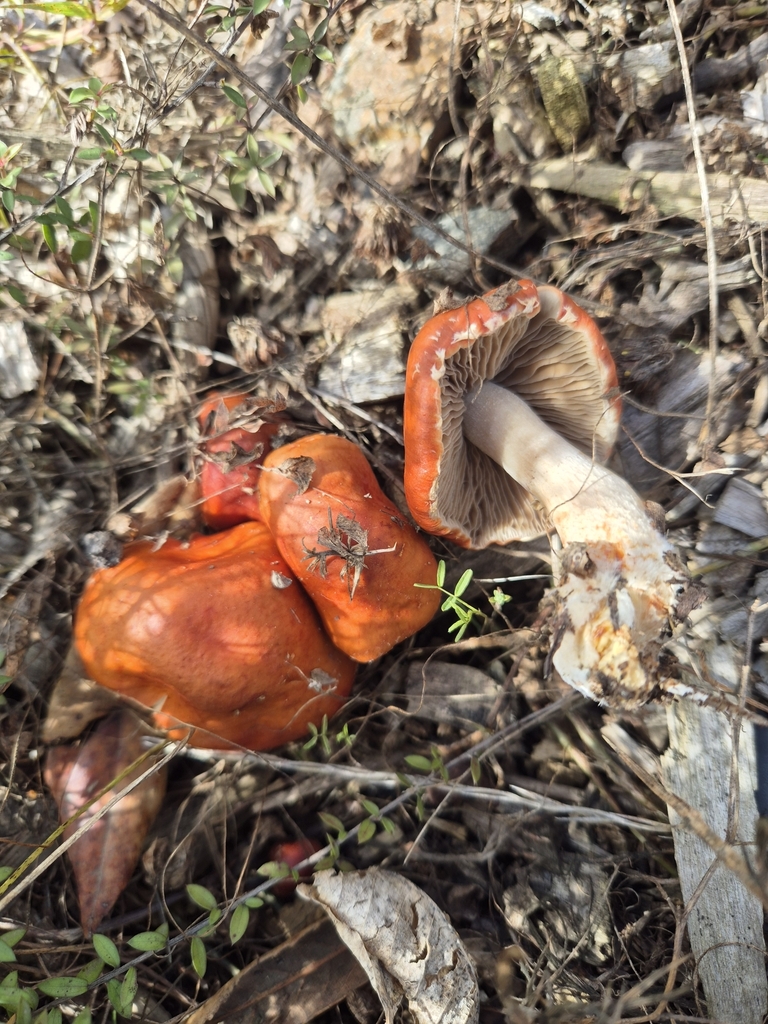 Leratiomyces ceres · March 2025 · photo: © rempson (iNaturalist, cc-by)