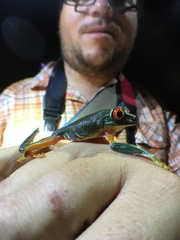 Agalychnis taylori
