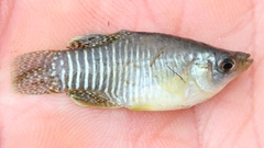 Fundulus xenicus