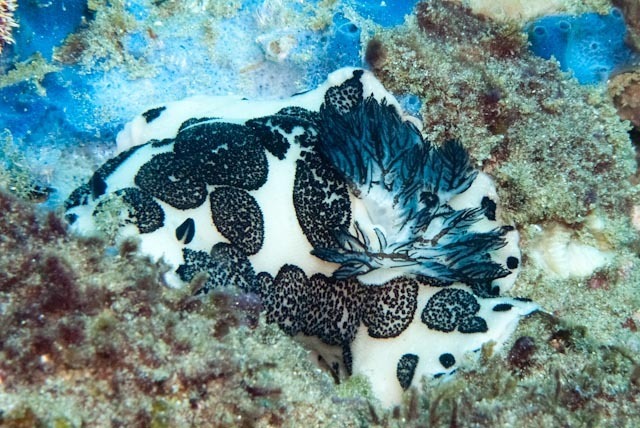 Ringed Velvet Dorid