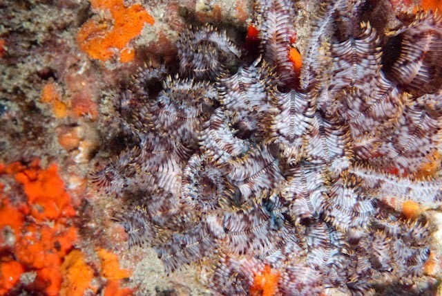 Indian feather star