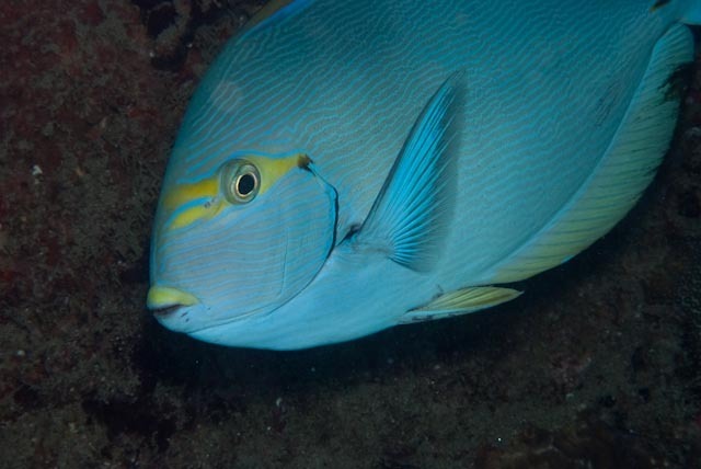 Blue-lined surgeonfish