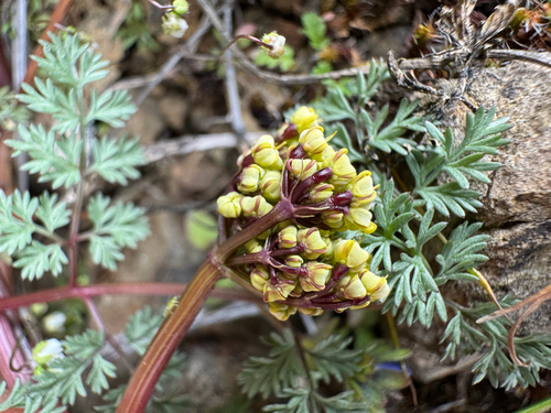 Lomatium salmoniflorum observed 2025-03-16