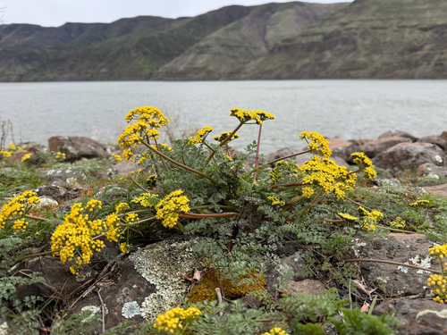 Lomatium salmoniflorum observed 2025-03-16