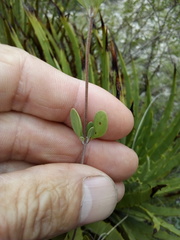 Salvia thymoides