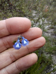Salvia thymoides
