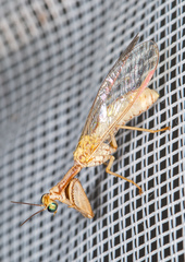 Mantispa aphavexelte