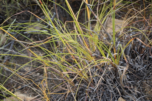 Image of Tetraria bromoides by no rights reserved