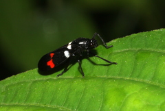 Callitettix versicolor