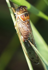 Diceroprocta delicata