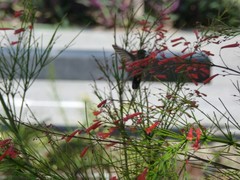 Orthorhyncus cristatus