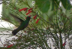 Orthorhyncus cristatus