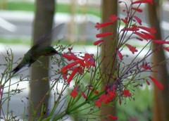 Orthorhyncus cristatus