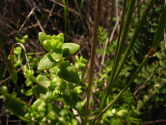 Sedum ebracteatum