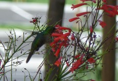 Orthorhyncus cristatus