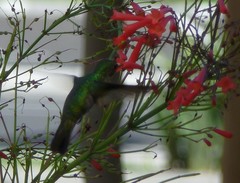 Orthorhyncus cristatus