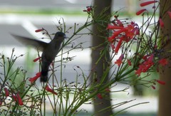 Orthorhyncus cristatus