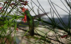 Orthorhyncus cristatus