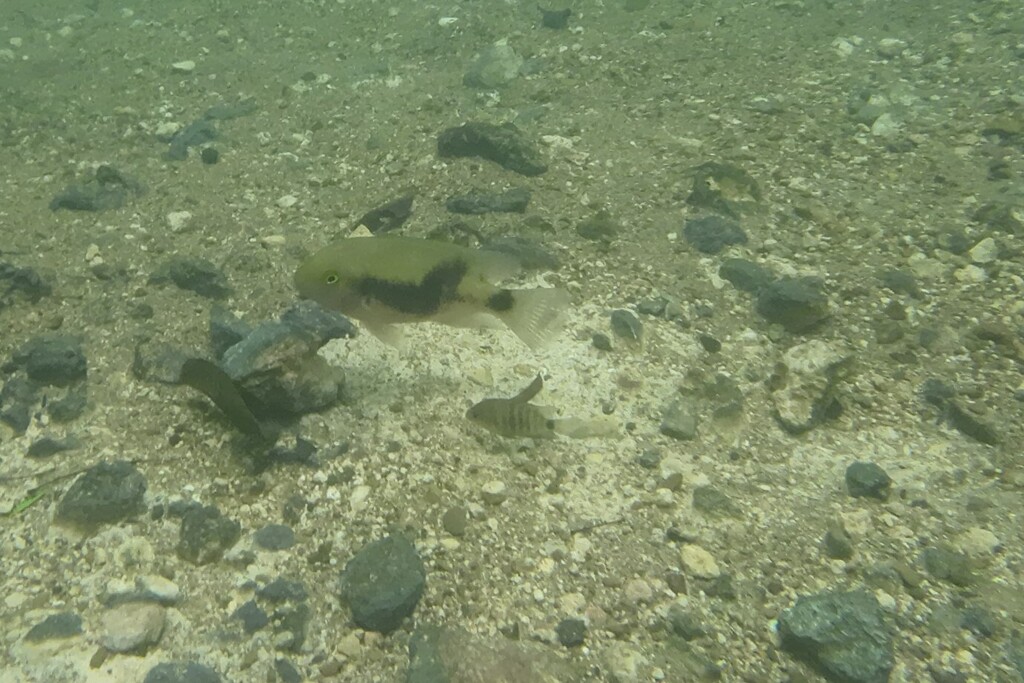 Intermediate cichlid (Theraps intermedius) — Cichlidae
