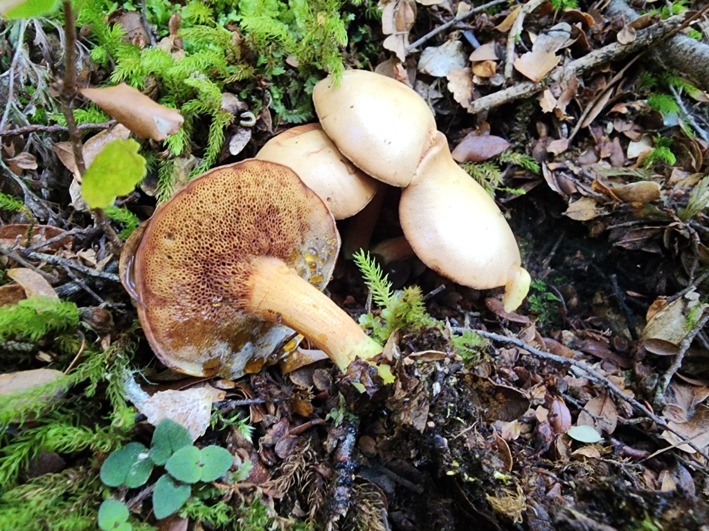 Chalciporus piperatus · March 2025 · photo: © nicnation (iNaturalist, cc-by)