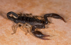 Euscorpius flavicaudis